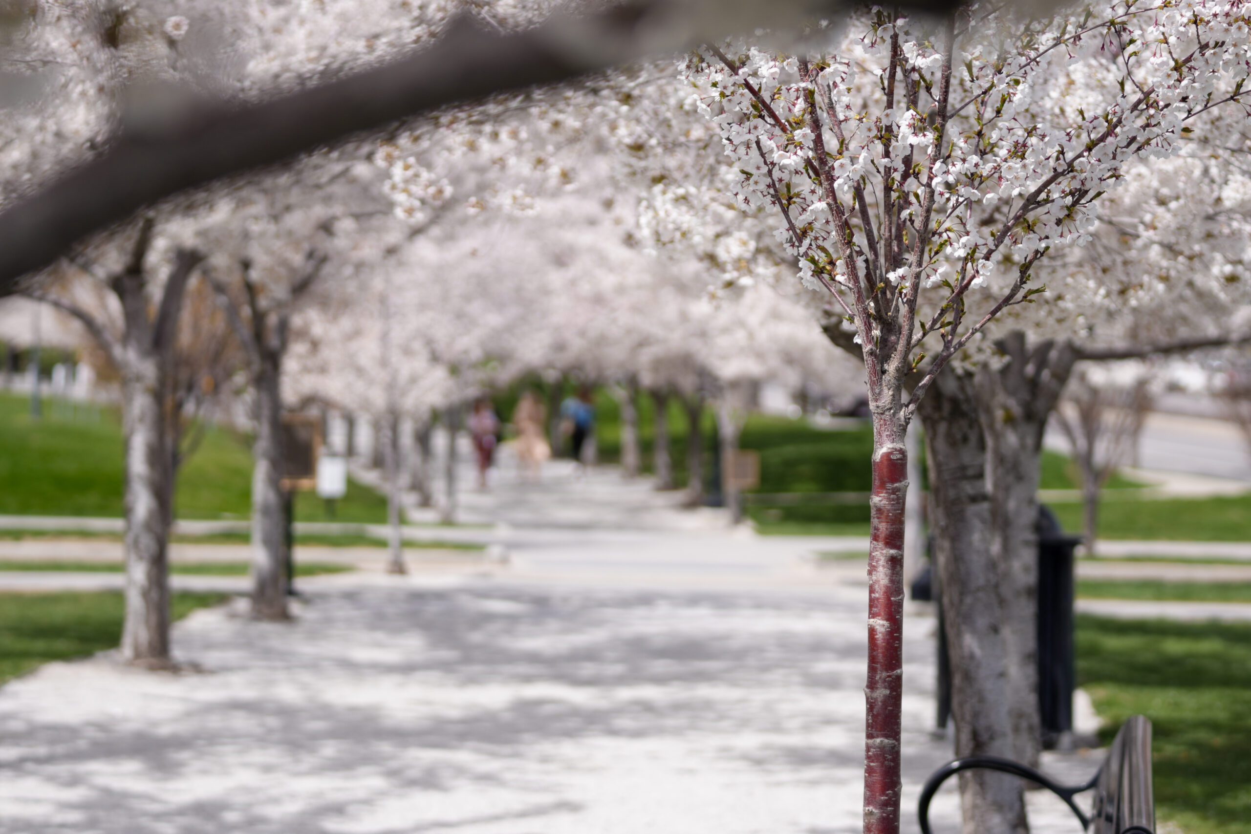 Yoshino cherry blossoms in spring, at the the State Capitol, in Salt Lake City Utah